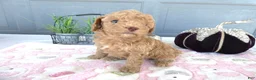Toy Poodle dogs for sale: Toy Poodle 3 Luna - Ad 2
