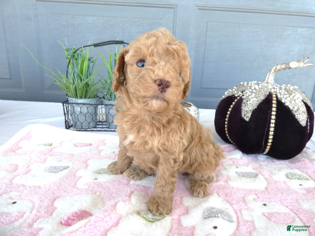 Toy Poodle dogs for sale: Toy Poodle 3 Luna - Ad 2