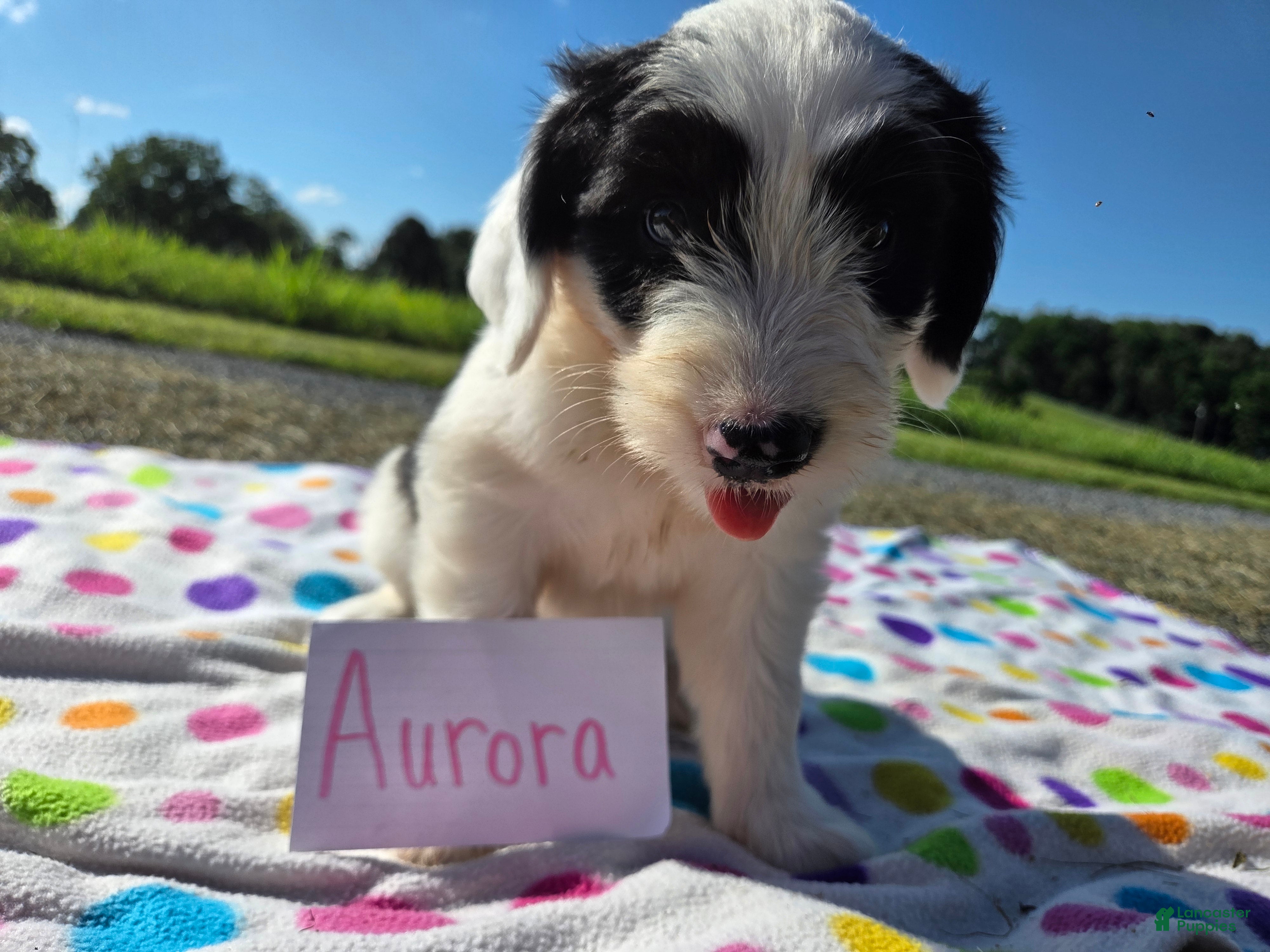 Sheepadoodle dogs Sheepadoodle 3 - Ad 9
