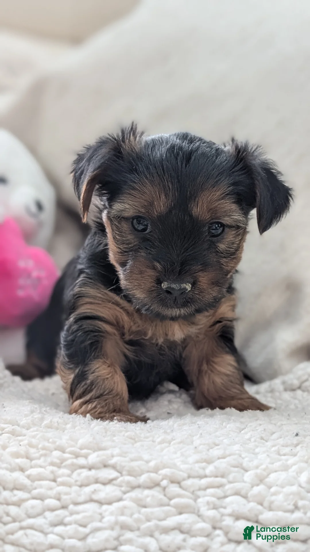 Yorkshire Terrier dogs for sale: Ariel - Ad 3