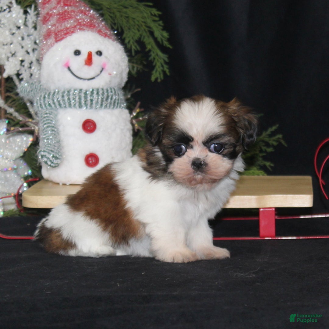 Shih Tzu dogs for sale: Olivia - Ad 4