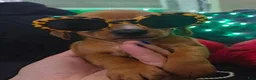Miniature Dachshund dogs for sale: Miniature Dachshund 5 - Ad 2
