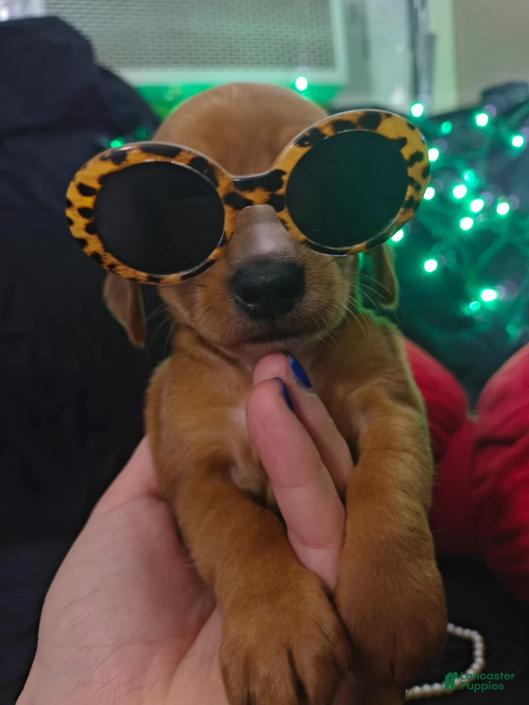 Miniature Dachshund dogs for sale: Miniature Dachshund 5 - Ad 2