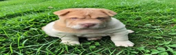 Shar Pei dogs for sale: Leo lilac flower brush mini - Ad 5
