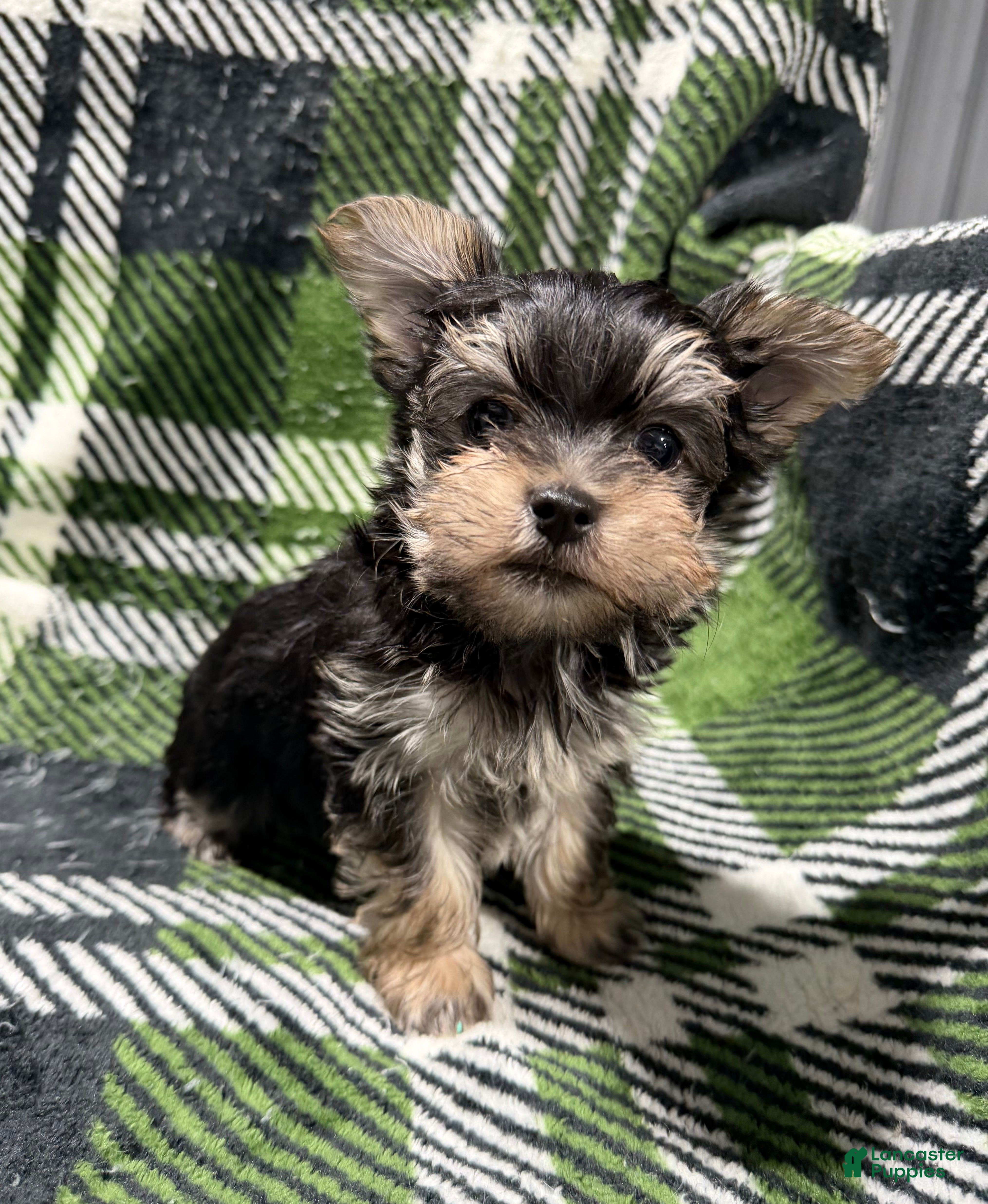 Morkie dogs Morkie Larry - Ad 1