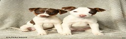 Jack Russell Terrier dogs for sale: Gypsy - Ad 3