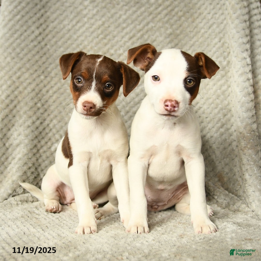 Jack Russell Terrier dogs for sale: Gypsy - Ad 3