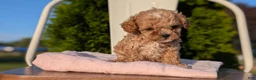 Cavapoo dogs for sale: Shiloh - Ad 10