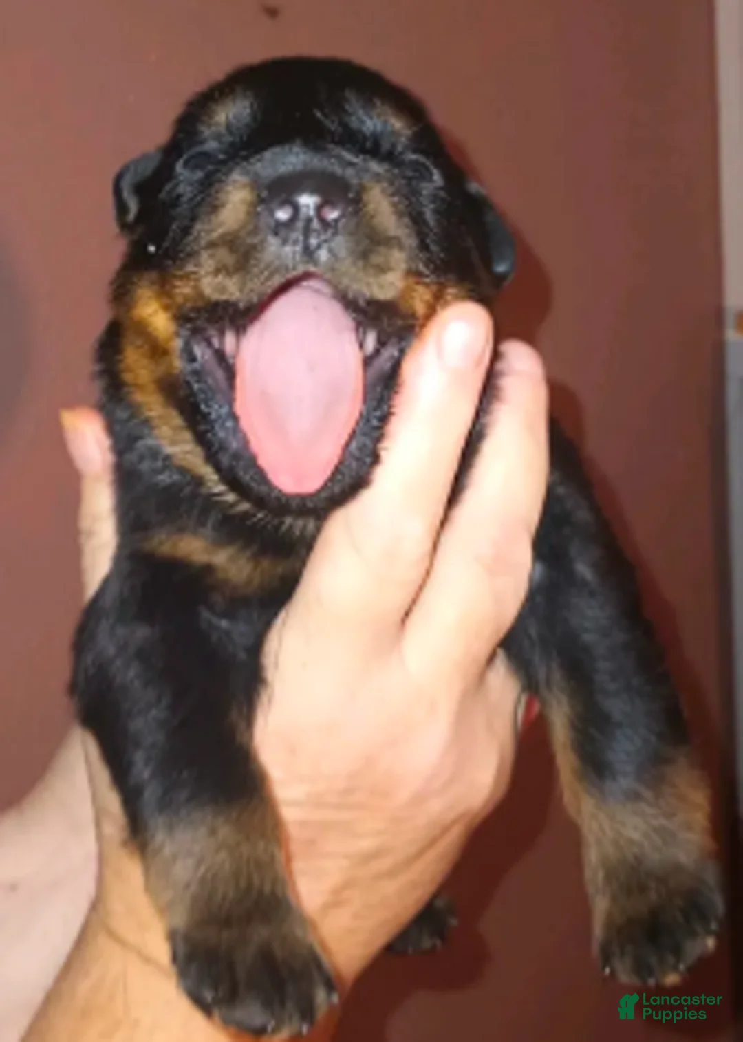Rottweiler dogs for sale: Championship bloodline Girl 1 - Ad 3