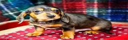 Miniature Dachshund dogs for sale: Stevie - Ad 1