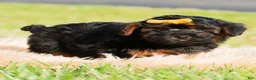 Yorkiepoo dogs for sale: Silas - Ad 5