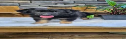 German Shepherd dogs for sale: German Shepherd 4 - Ad 13