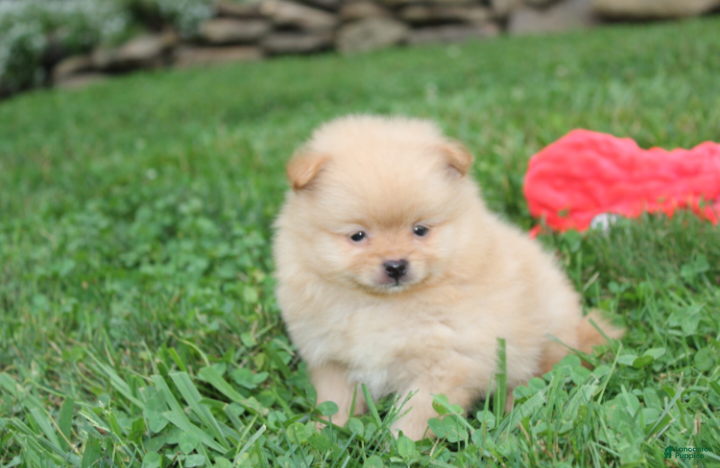Pomeranian dogs Finn - Ad 2