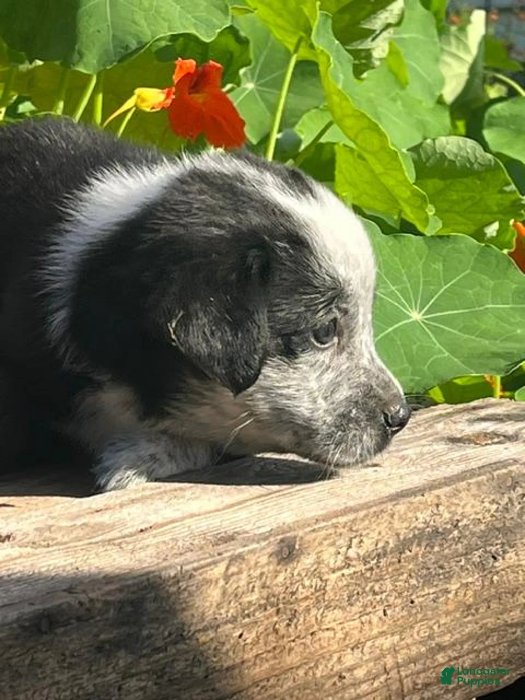 Mixed Breed dogs for sale: Rocky - Ad 2