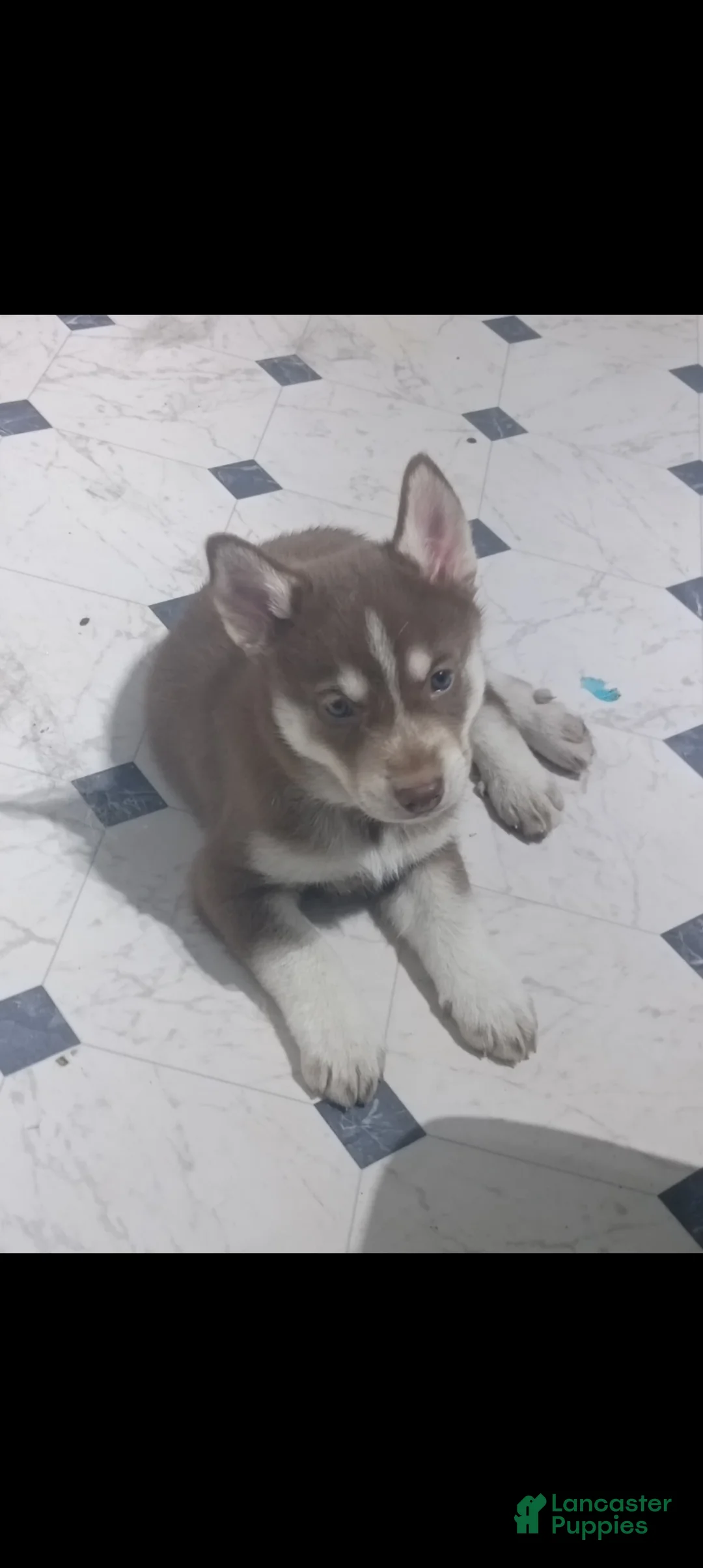 Siberian Husky dogs for sale: Light Blue Collar 6th Born - Temp Name is Skye - Ad 2