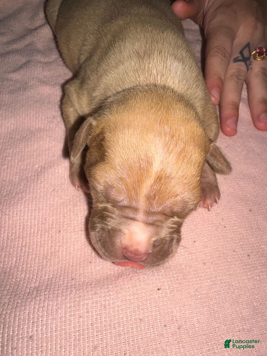 American Pit Bull Terrier dogs for sale: American Pit Bull Terrier Puppy 6 - Ad 1