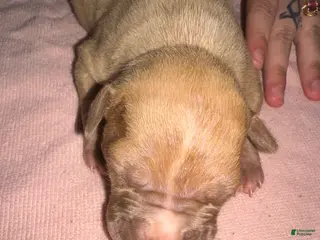 American Pit Bull Terrier dogs American Pit Bull Terrier Puppy 6 - Ad 20