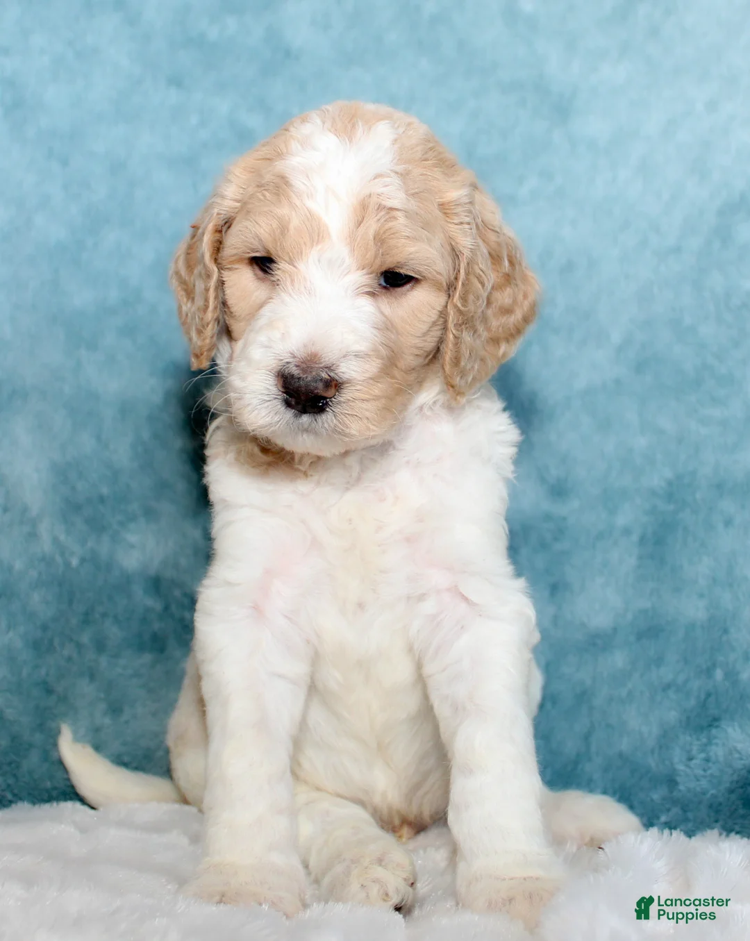 Goldendoodle dogs for sale: Finn  - Ad 2