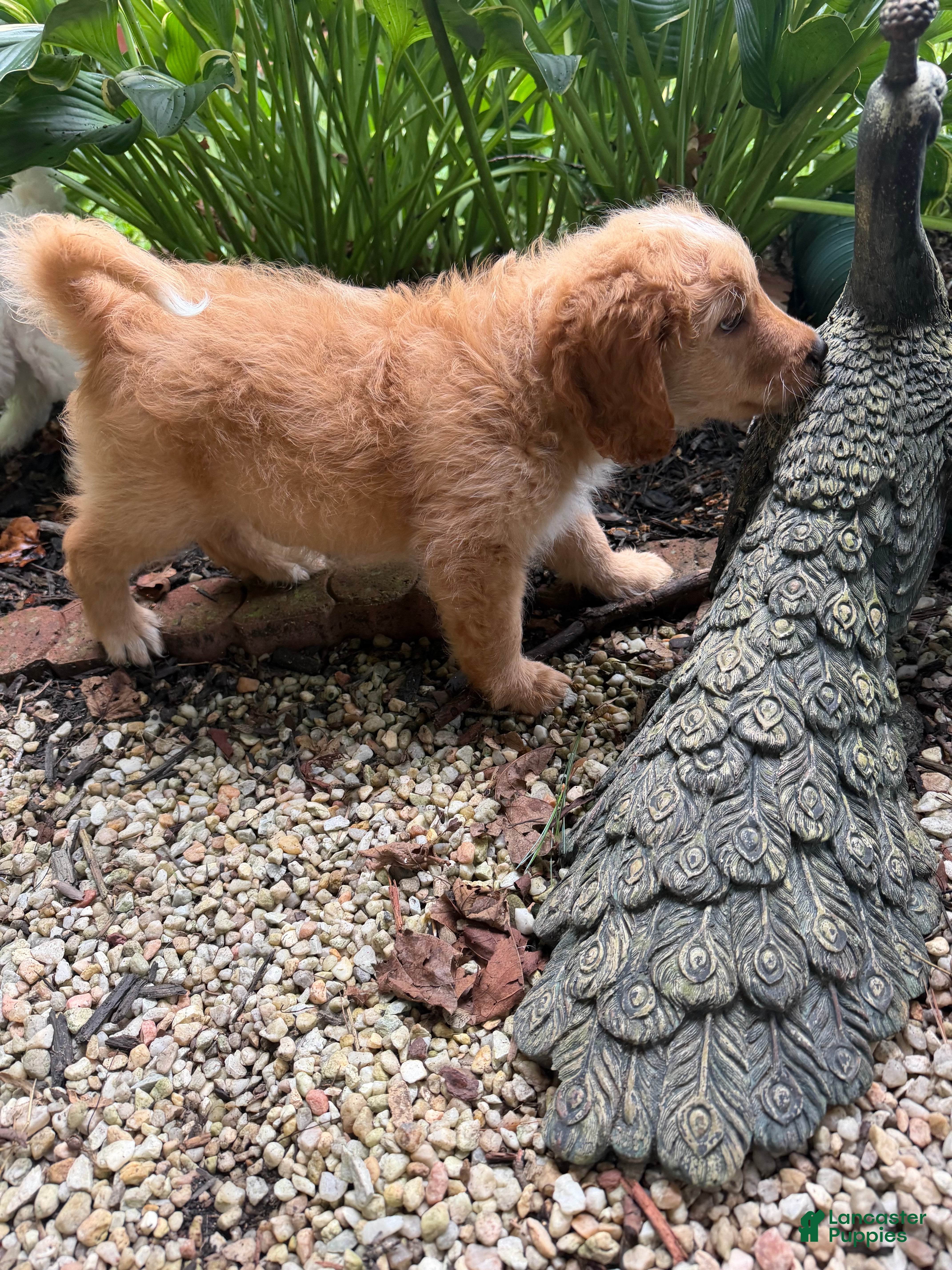 Aussiedoodle dogs Coach - Ad 2