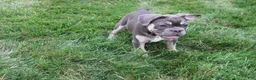French Bulldog dogs for sale: Dick - Ad 4