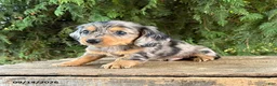 Miniature Dachshund dogs for sale: Harley - Ad 2