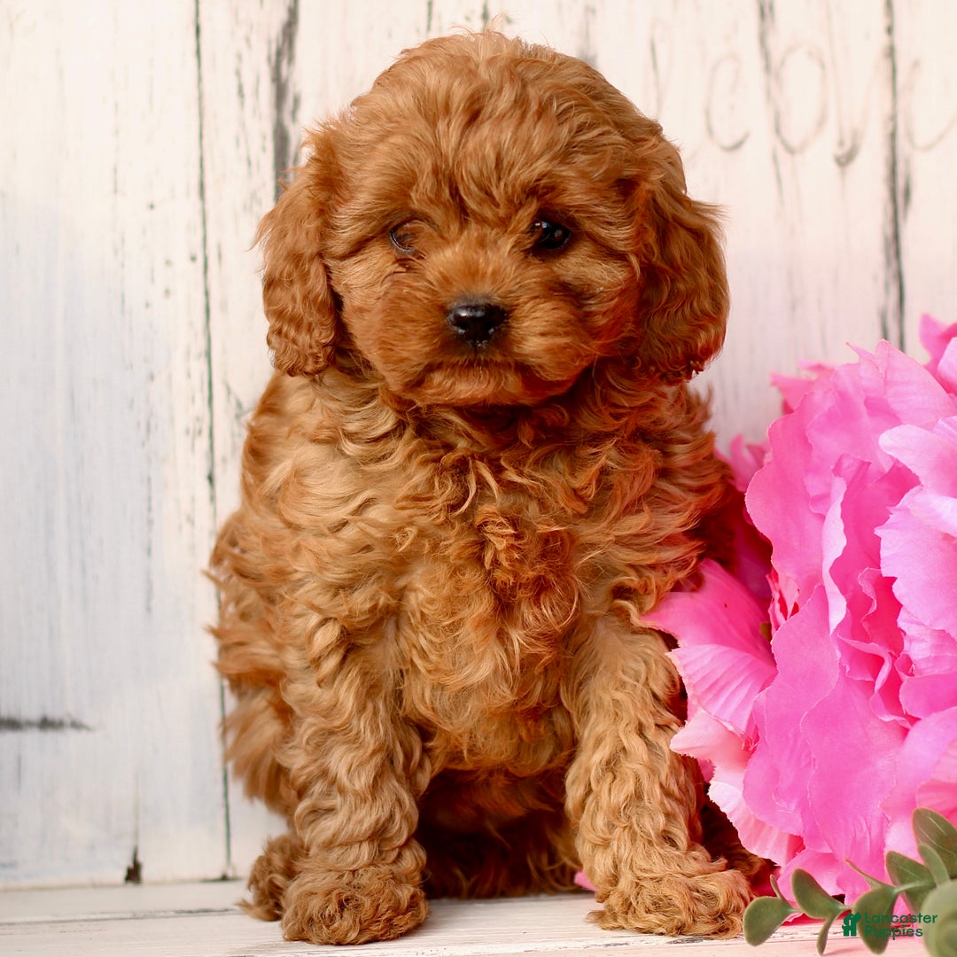 Cavapoo dogs for sale: Duke  - Ad 1