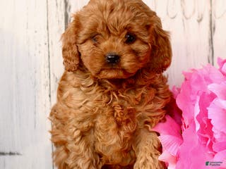 Cavapoo dogs Duke - Ad 19
