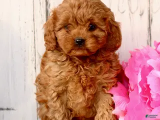 Cavapoo dogs Duke - Ad 35