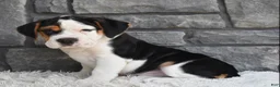 Beabull dogs for sale: Alice  - Ad 2