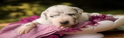 Great Dane dogs for sale: Beatrice Great Dane  - Ad 11