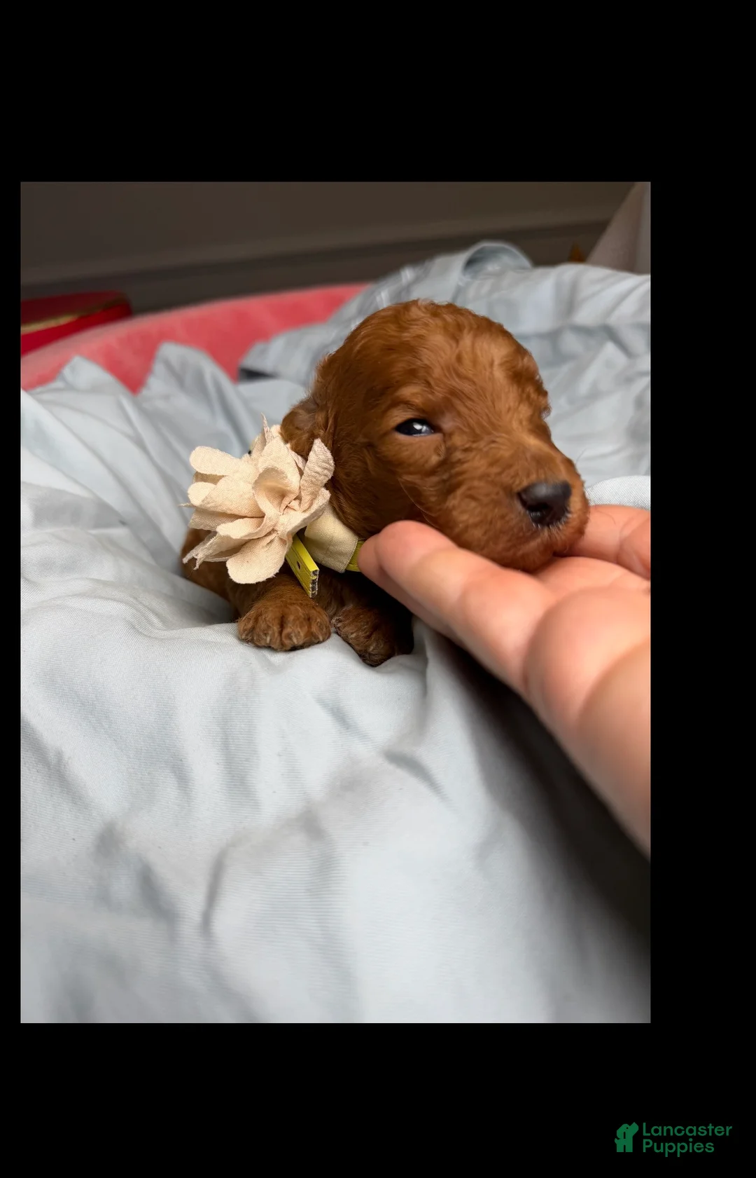 Standard Poodle dogs for sale: Lilac - Ad 2