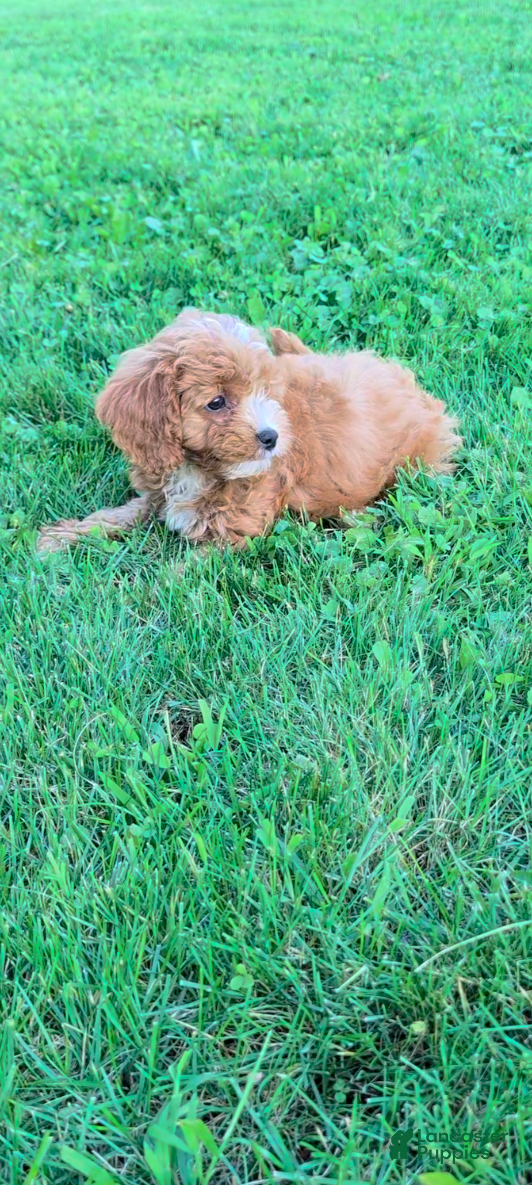 Cavapoo dogs Marley  - Ad 2