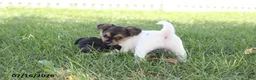 Toy Fox Terrier dogs for sale: Millie - Ad 6