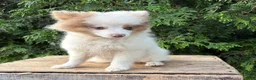 Pomeranian dogs for sale: Oliver - Ad 4