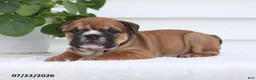 English Bulldog dogs for sale: Charlie - Ad 4