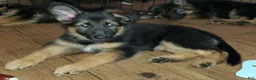 German Shepherd dogs for sale: Pinky - Ad 4