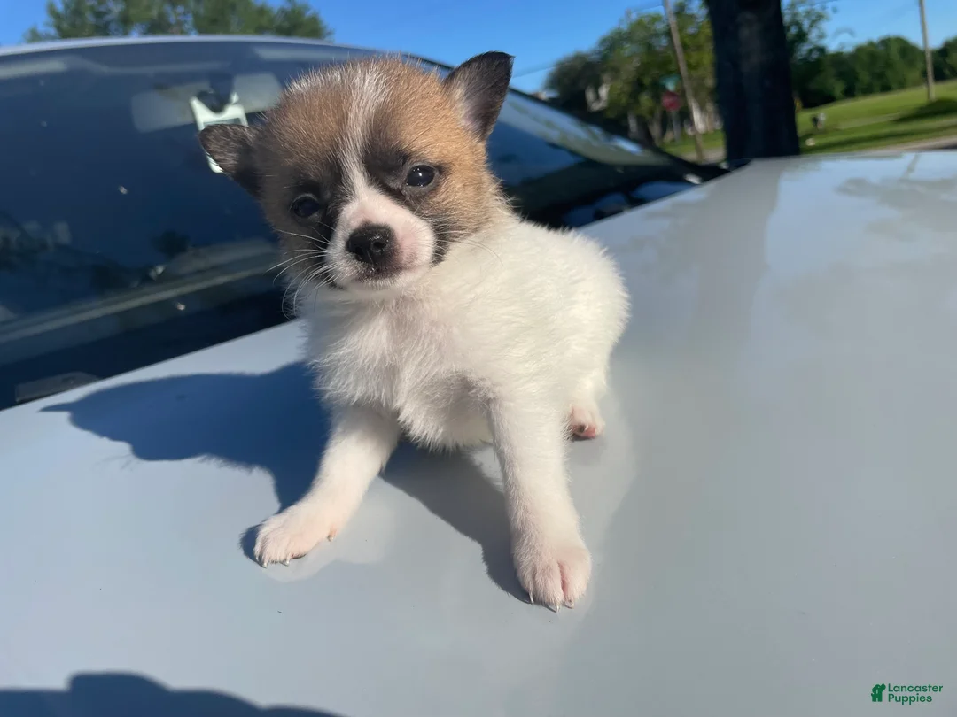 Mixed Breed dogs for sale: Mixed Breed Puppy 4 - Ad 1