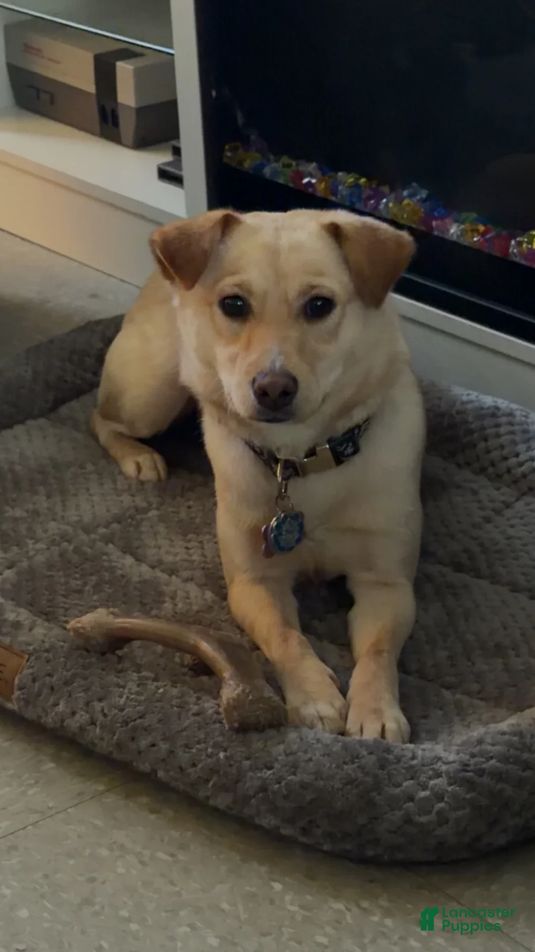 Shiba Inu dogs for sale: Bonnie  - Ad 2