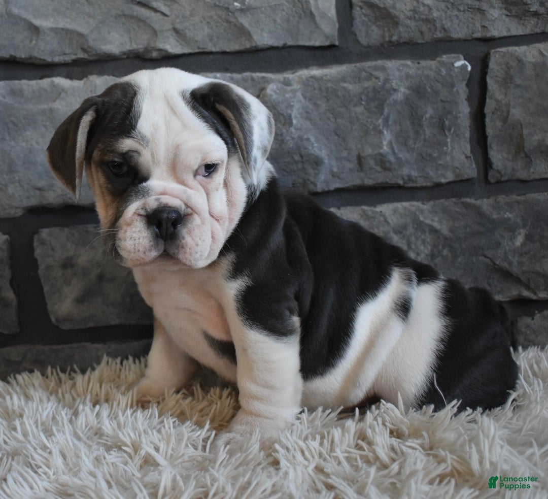 Mixed Breed dogs for sale: Trixie - Ad 5