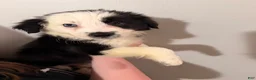 Border Collie dogs for sale: Border Collie 3 - Ad 5