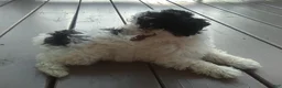 Miniature Poodle dogs for sale: Cookie - Ad 4