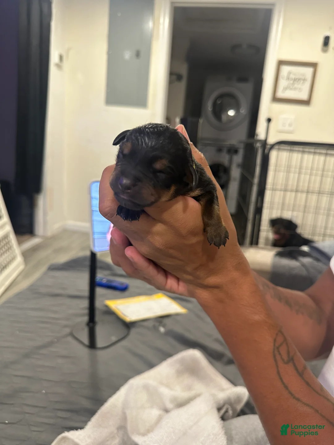 Rottweiler dogs for sale: Angel - Ad 6