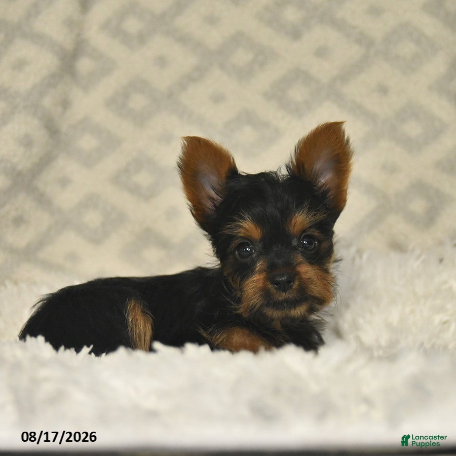 Yorkshire Terrier dogs Lacey - Ad 2