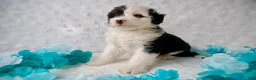 Mini Bernedoodle dogs for sale: Ms. Cruella de Vil - Ad 4