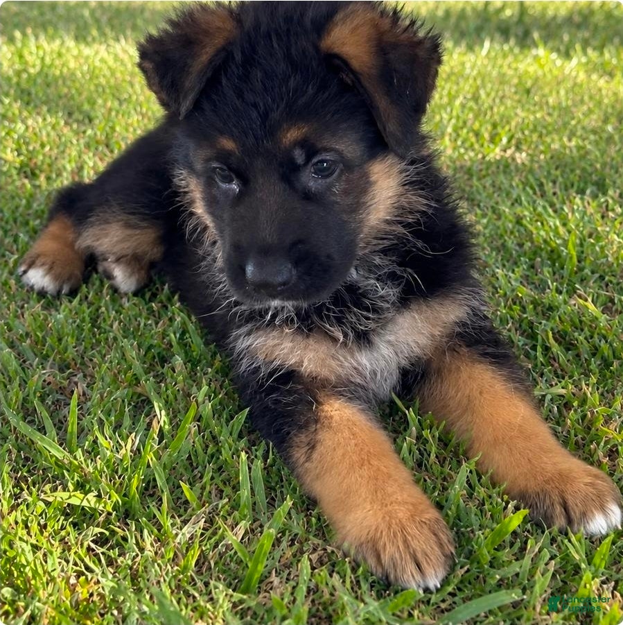 German Shepherd dogs Yellow Girl - Ad 4