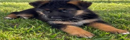 German Shepherd dogs for sale: Yellow Girl - Ad 1