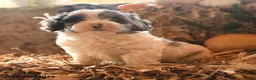Havapoo dogs for sale: Button - Ad 1