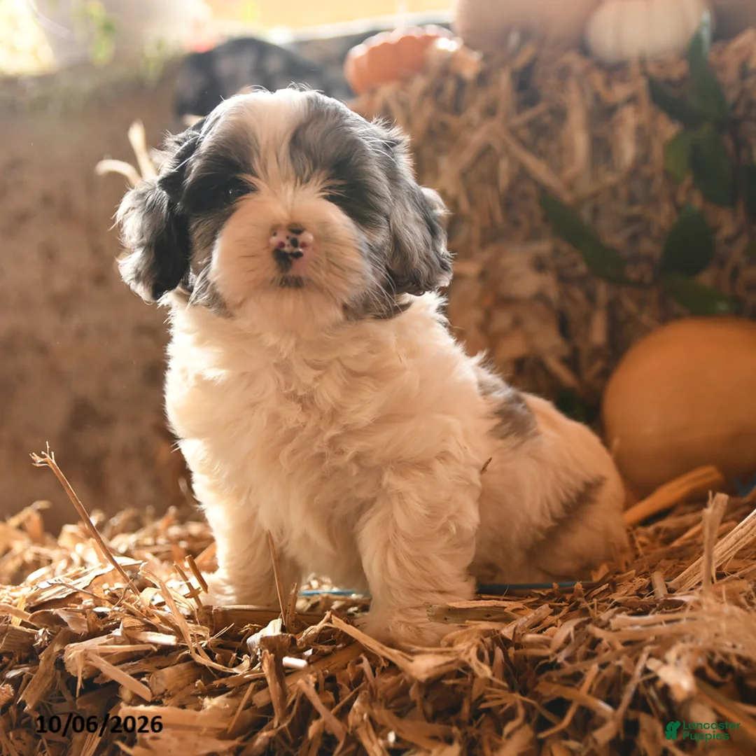 Havapoo dogs for sale: Button - Ad 1