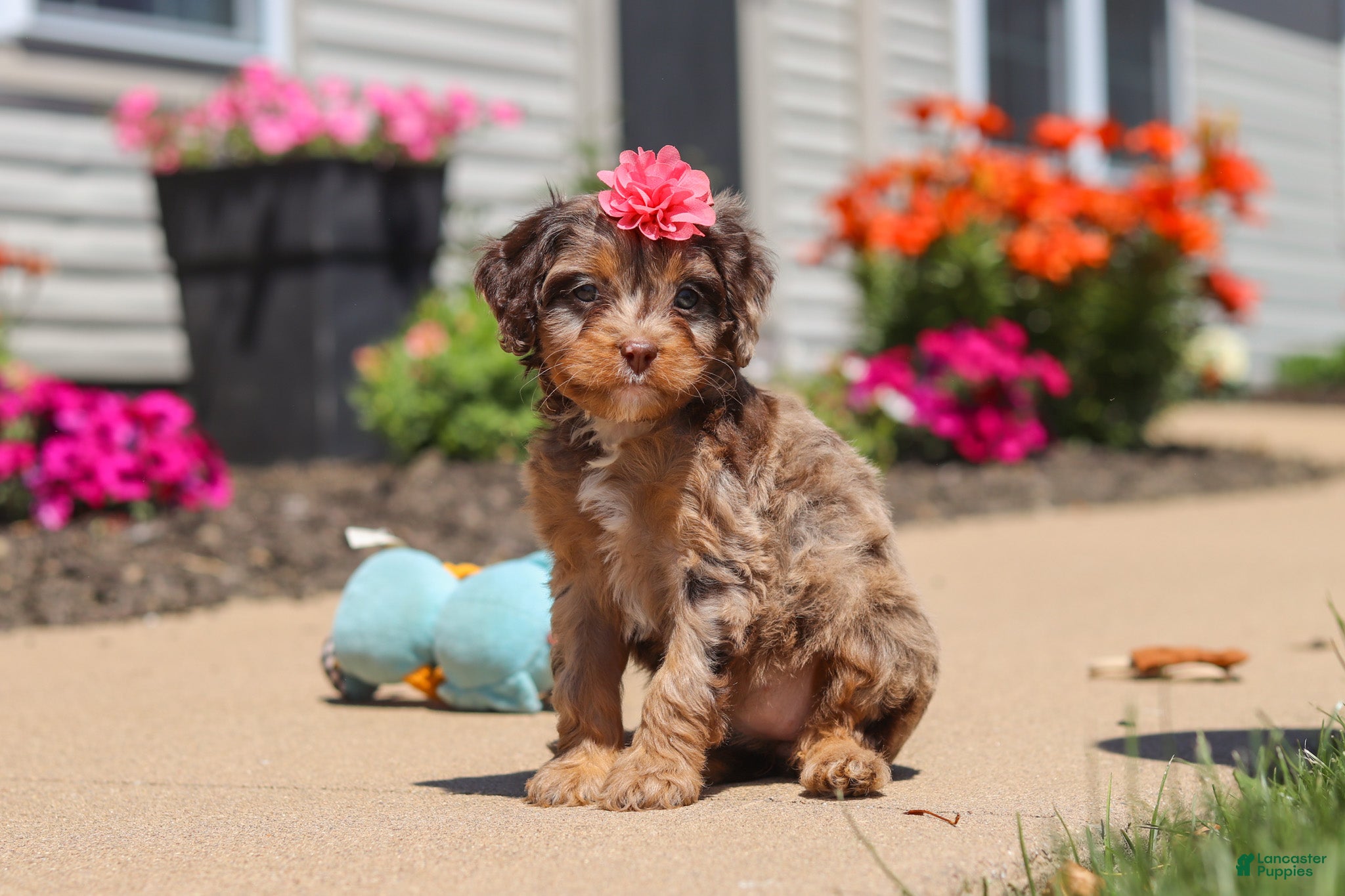 Dolly Cavapoo for sale in Fredericksburg | Lancaster Puppies