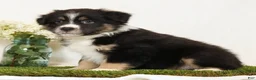 Miniature Australian Shepherd dogs for sale: Lego - Ad 4
